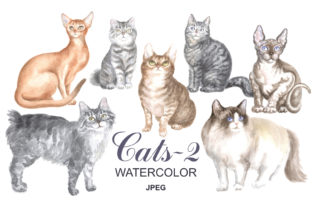 Cats Watercolor Painting and Illustrations