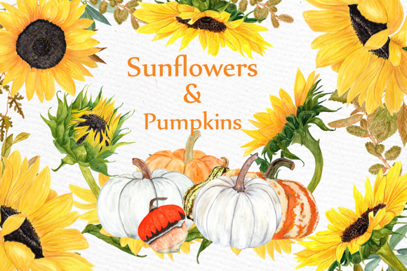 Watercolor Sunflower Clipart Illustrations
